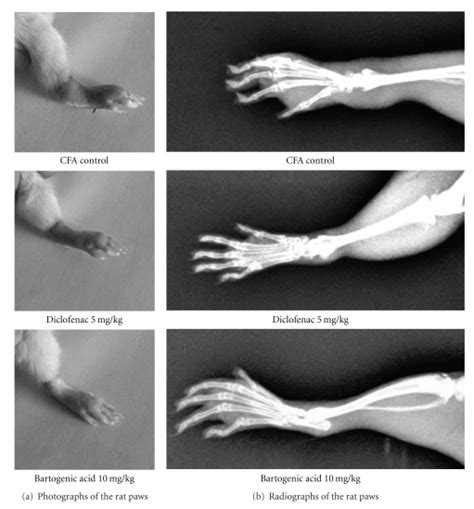 Photographic And Radiographic Analysis Of Cfa Induced Arthritis In