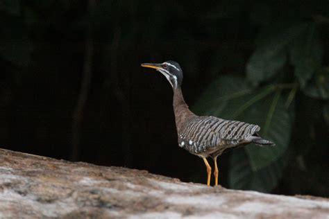 El Pájaro Del Sol Descubre hechos fascinantes e informaci