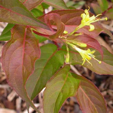 Diervilla lonicera 'Copper' - Multiplants