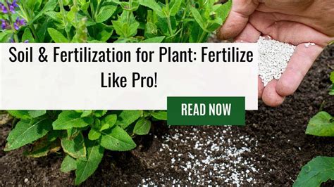 Soil Fertilization For Plant Fertilize Like Pro