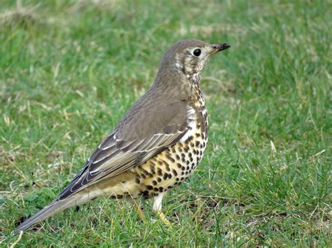 Mistle Thrush Turdus Viscivorus [order] Passeriformes … Flickr