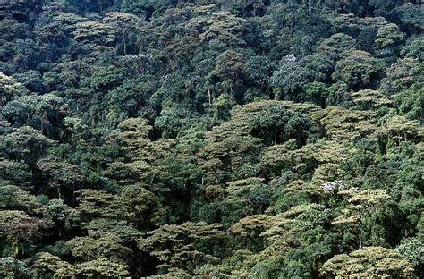 Rainforest, Ecuador - Stock Image - C006/0562 - Science Photo Library