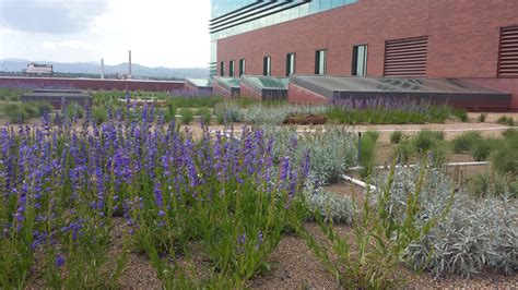 Community College of Denver - Green Roofs of Colorado