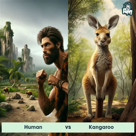 Kangaroo: Predator-Prey Interactions, Fights, and Aggressive Behaviors ...