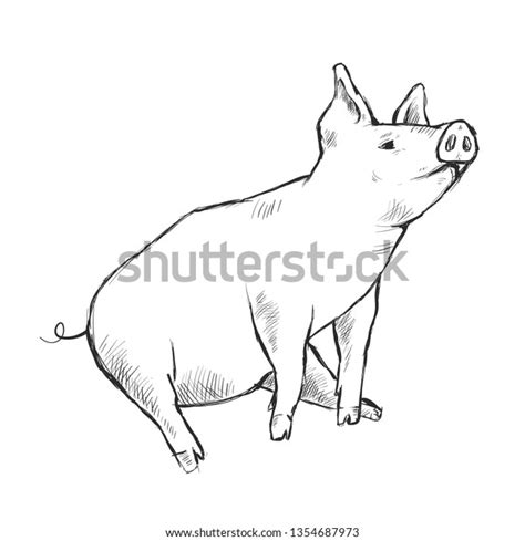 Contour Line Drawing Funny Pig Handdrawn Stock Vector Royalty Free