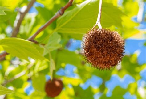 American Sycamore Tree Images Stock Photos D Objects