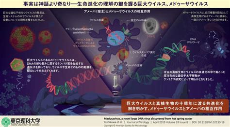 【続報】真核生物の細胞の自己複製能力の起源を解き明かせるか？ ―真核生物の進化の鍵を握る可能性のある新種の巨大ウイルス『メドゥーサウイルス