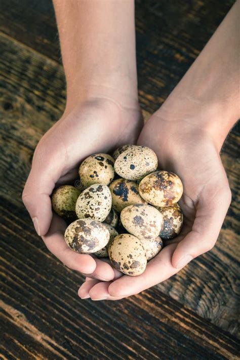 Quail bird eggs stock image. Image of brown, tasty, diet - 122011579