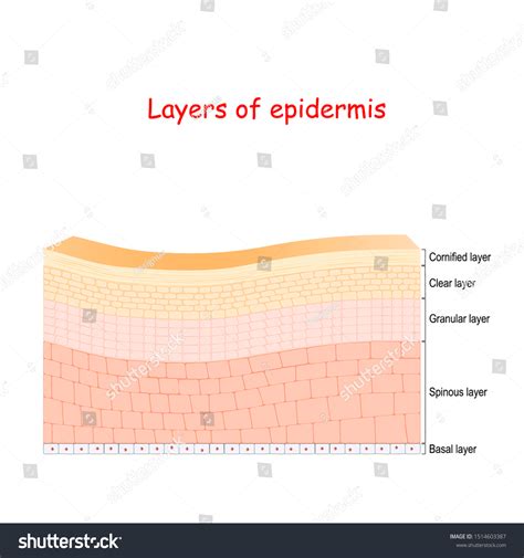 Epidermis Cell Structure Layers Stratum Corneum Stock Vector Royalty