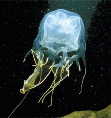 Cubozoa Facts & Characteristics | What are Box Jellyfish? | Study.com