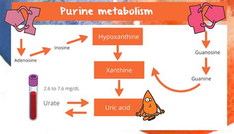 Purine Metabolism Gout