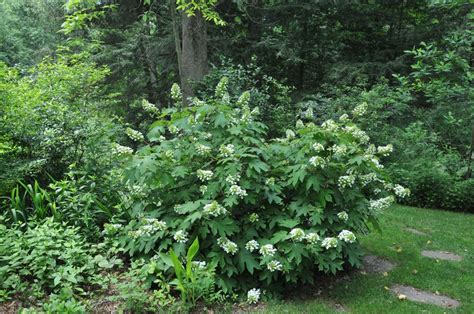 Pee Wee Oakleaf Hydrangea Mt Cuba Centerplant In Shade Japenese