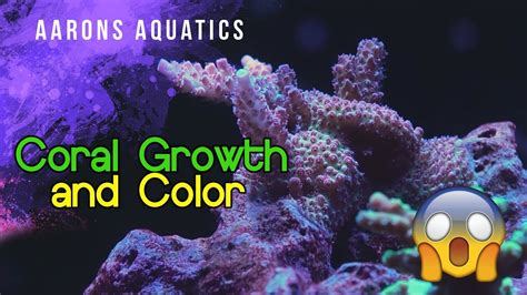 Increasing Coral Growth And Color Youtube