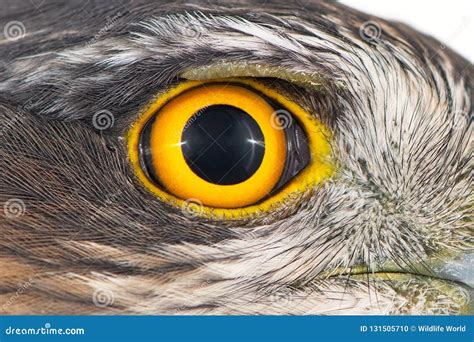 Hawk Eye Close Up Macro Photo Eye Of The Female Eurasian Sparrowhawk