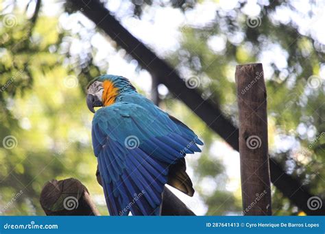 Blue-and-yellow Macaw (Ara Ararauna), Blue-and-gold Macaw, BioParque Do ...