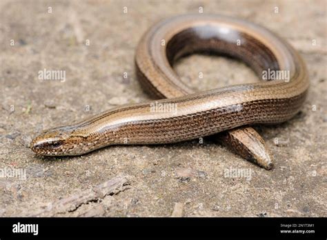 Rare Animal Legless Shiny Harmless Lizard Slow Worm On The Ground