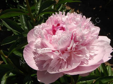 The La Perle Peony Adelman Peony Gardens