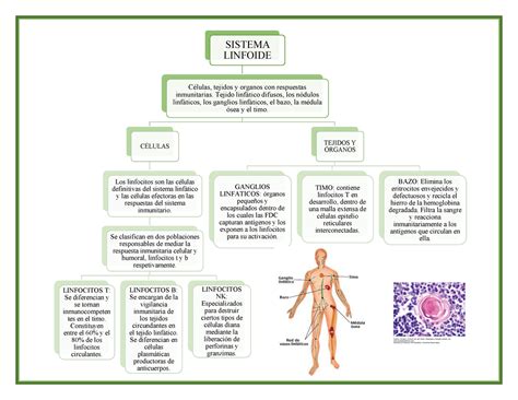 Esquema de tejido linfoide SISTEMA LINFOIDE Células tejidos y Hot Sex