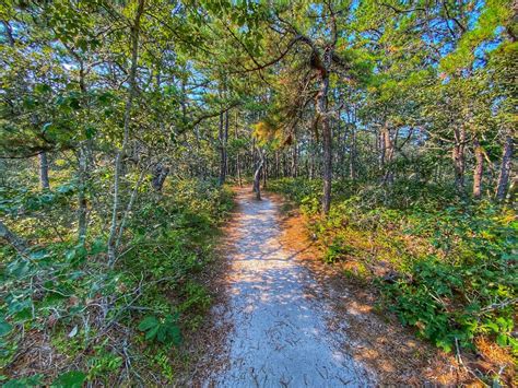 The Atlantic White Cedar Swamp Trail In Wellfleet On Cape Cod Cape