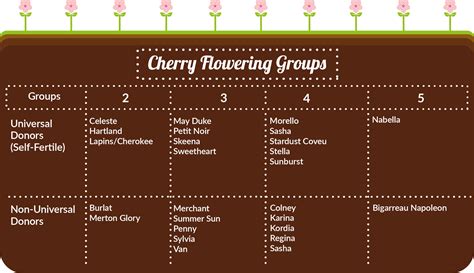 Cherry Fruit Trees Pollination & Varieties Guide - the Primrose blog