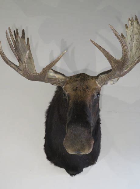 Shiras Bull Moose Taxidermy Mount for Sale. O-115M – Mounts For Sale