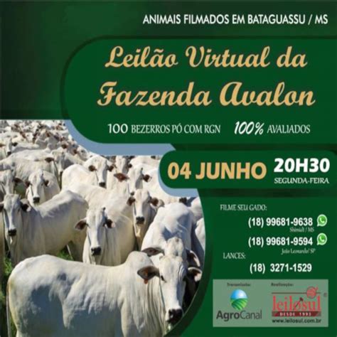 Leil O Virtual De Corte Fazenda Avalon Em Ctv Sba Sba Sistema