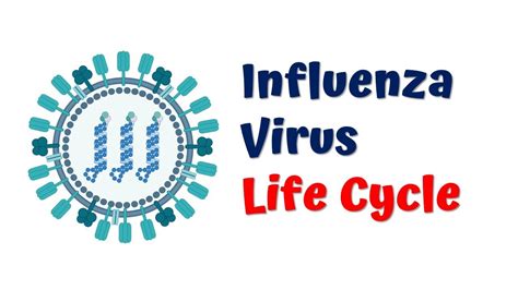 Influenza Virus Life Cycle Flu Virus 4k Animation Video Youtube