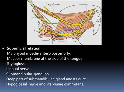 Submandibular gland and hyoglossus muscle and its relations