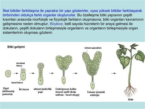 1 Ders Bitki Anatomisine Giris PPT