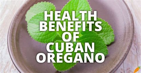 11 Potential Health Benefits Of Cuban Oregano