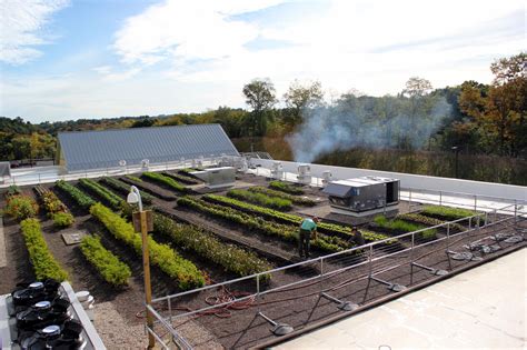 4 Questions about Rooftop Farming, answered.