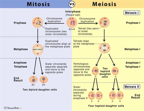 Mitosis vs Meiosis: 14 Main Differences Along With Similarities