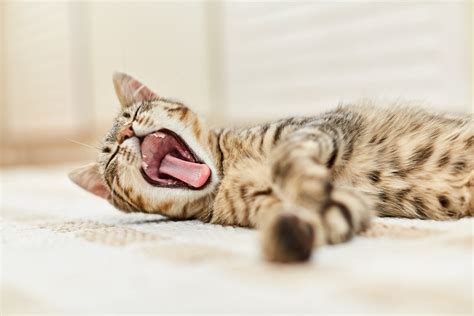 9 Reasons Why Your Cat Is Yawning At You Petsoid