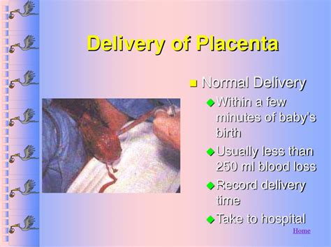 Ppt Obstetrics And Gynecology Powerpoint Presentation Free Download Id369554