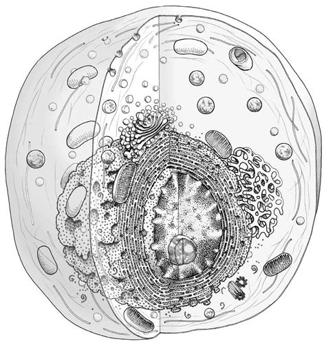 Cell Biology Diagram Quizlet