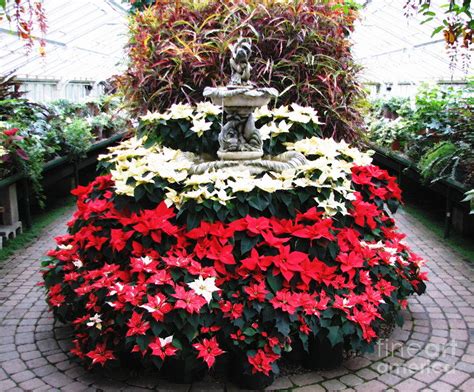 Poinsettias At Botanical Gardens With Oil Painting Effect Photograph By