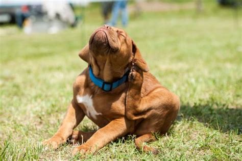 Cuanto Se Tarda En Curar La Giardia En Perros