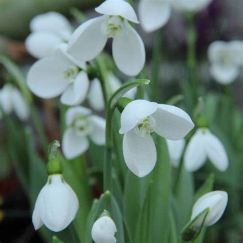 Galanthus elwesii Polar Bear pompás hóvirág Florapont