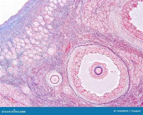 Histology Of Ovary Human Tissue Stock Image Image Of Study