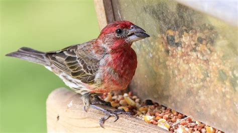 The Best Feeders To Attract Finches To Your Yard