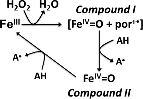 Scheme Catalytic Cycle Of Heme Peroxidase Enzymes The Mechanism Of