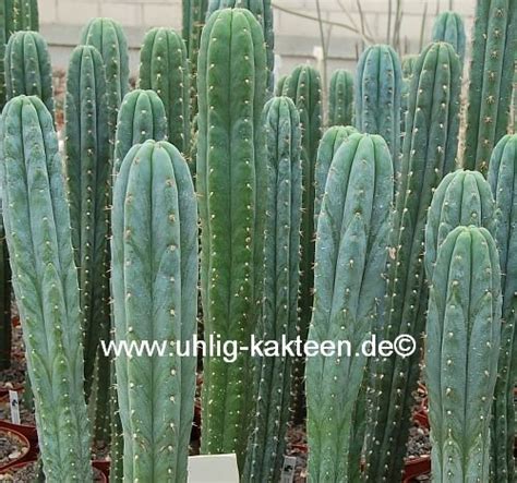 Trichocereus Pachanoi Hybr Xl Uhlig Kakteen Über 5000 Verschiedene