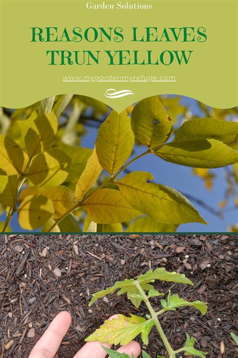 Reasons Your Plants Leaves Are Turning Yellow Wellness Gardens