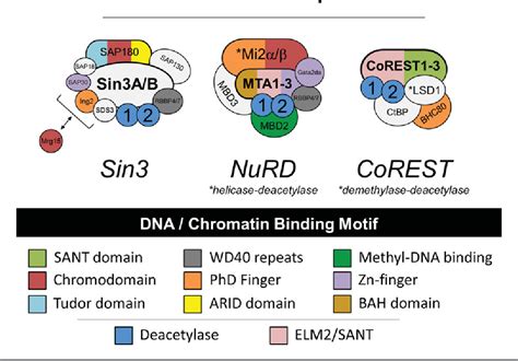 The Physiological Roles Of Histone Deacetylase HDAC 1 And 2 Complex