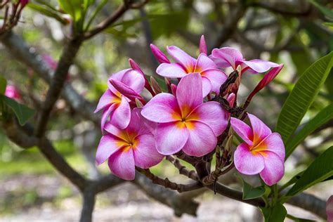 Plumeria flowers on Oahu Hawaii Photograph by Jianghui Zhang - Fine Art America