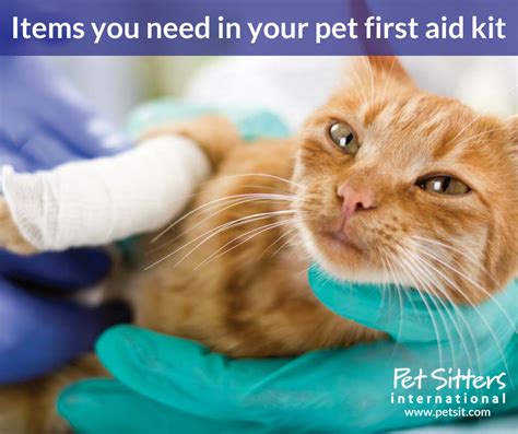 Items you need in your pet first aid kit - The Loudon Pet Sitting Company