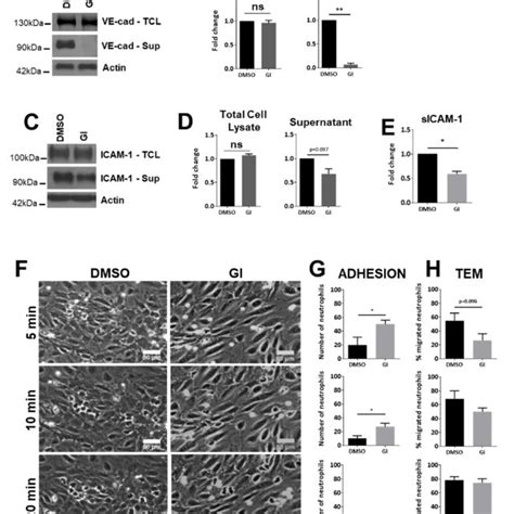 Adam10 Regulated Icam 1 Protein Expression Levels In Huvecs A Huvecs Download Scientific