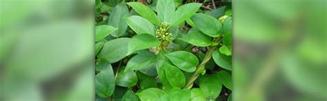 Gymnema Sylvestre Side Effects General Center Steadyhealth