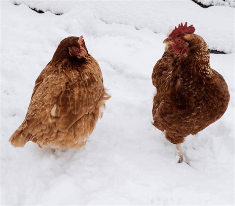 How Cold Is Too Cold For Chickens