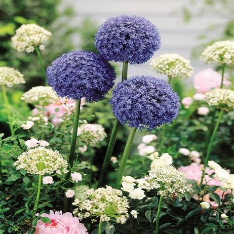 Buy Allium Caeruleum Azureum Blue Drumstick X Affordable